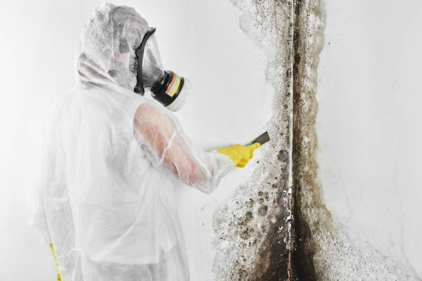 Best Mold Remediation for Vacation Homes  in Arlington, OH